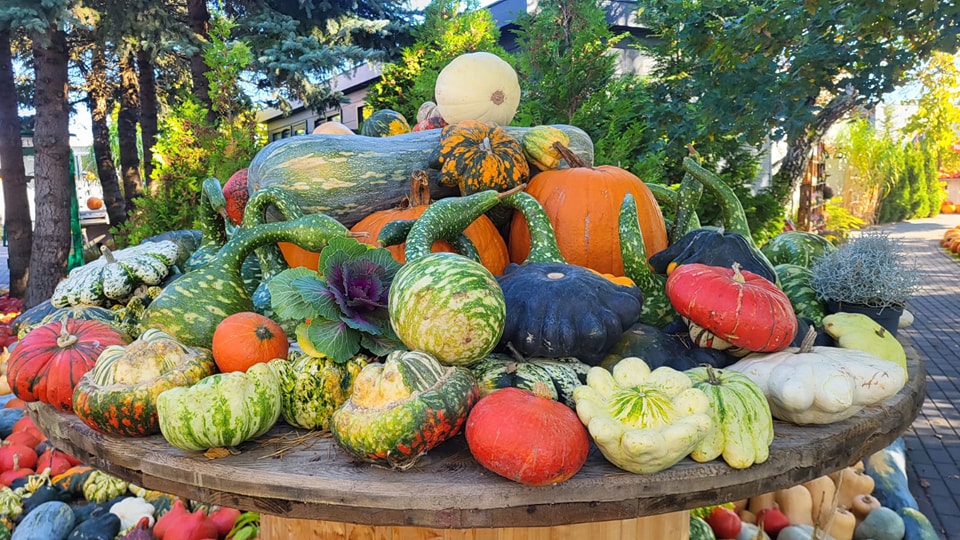 Wycieczka na farmę dyniową